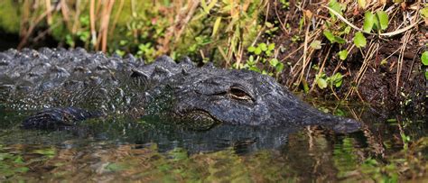 Witness Reportedly Spots 14 Foot Alligator Carrying Dead Body In Its