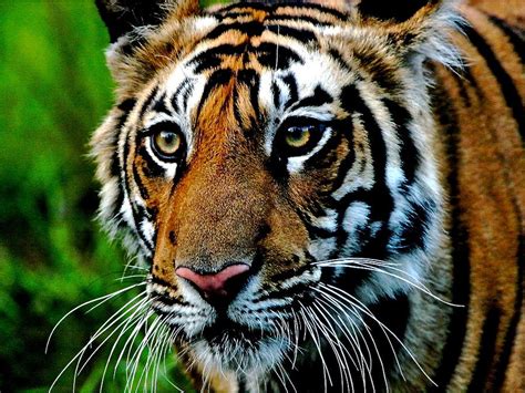 Royal Bengal Tiger Portrait Photograph By Bruce Colin Fine Art America