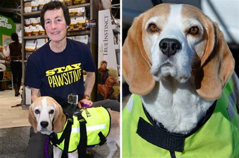 Real Life Pet Detectives In Action As Beagles Reunite 150 Missing Dogs