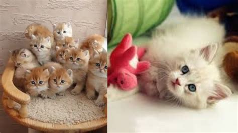 Little Kittens Meowing And Talking Cute Cat Video🐱cute Kitten Doing