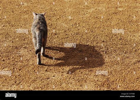 Feral Cat Outback Western Australia Stock Photo Alamy