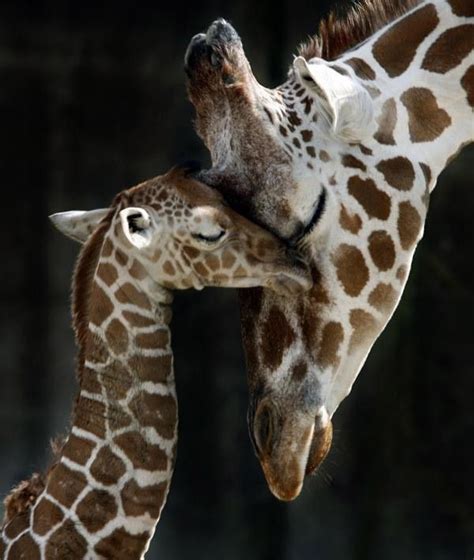 Super Cute Mom And Baby Giraffe Hugging Photography Mom Wild Life