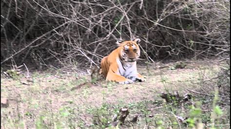 Tiger In Mudumalai Youtube