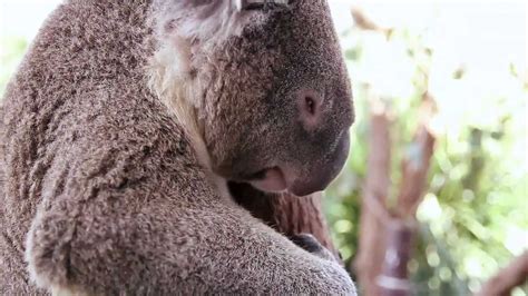 Koalas Poop In Their Sleep Original Version ♫ Youtube