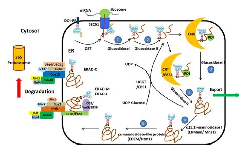 Pdf Endoplasmic Reticulum Er Stress Response And Its Physiological