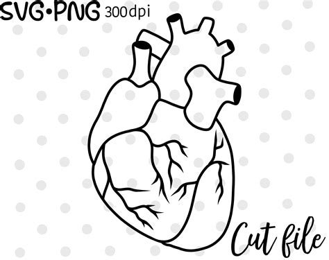 Anatomical Heart Svg File Set Anatomy Cutting File Cut File Etsy