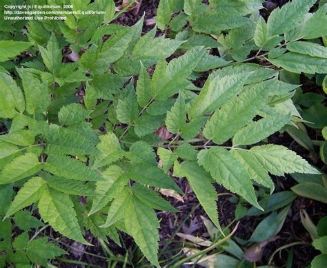 Plantfiles Pictures Actaea Species Black Cohosh Black Snakeroot