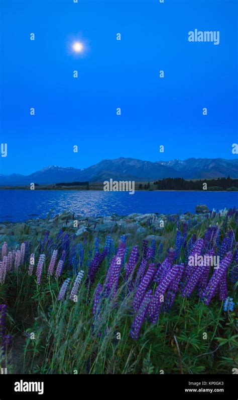 Night View Of Lake Tekapo Landscape And Lupin Flower Field New Zealand