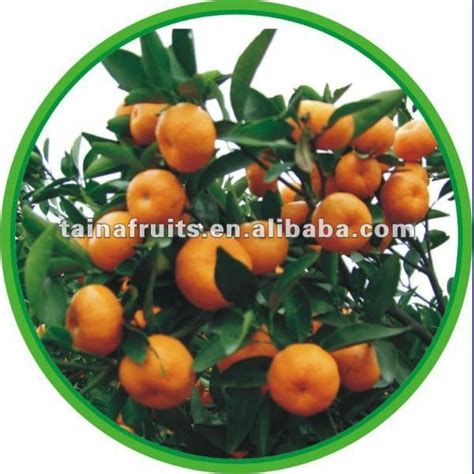 Honey Mandarin Orangechina The Origin Brand Fruit Taina Price
