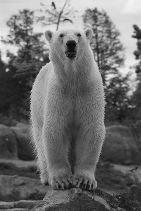 Photo Of Vicks The Younge Polarbear At Rotterdam Zoo Photo Taken By Me