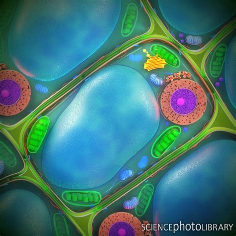 Science Photo Library On Instagram “plant Cell Structure Illustration