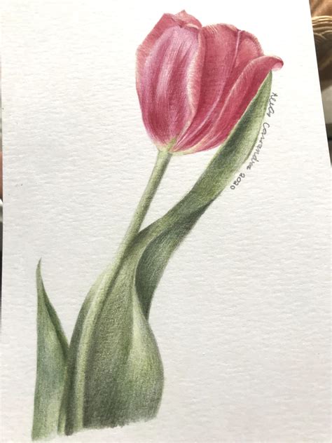 Tulip Flower Drawing Images With Colour Pic Cafe