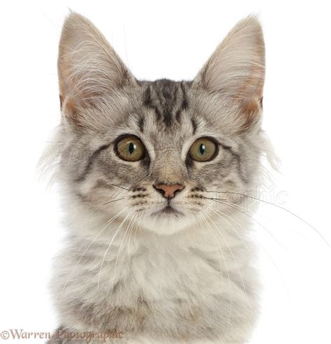 Mackerel Silver Tabby Cat Photo Wp45007