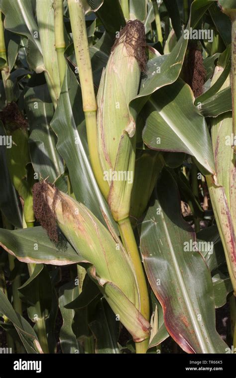 Indian Corn Maize Zea Mays Mature Corncob On A Maize Field Germany