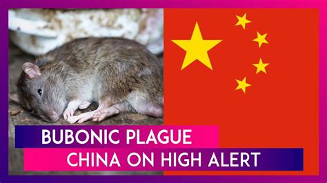 Bubonic Plague China On High Alert After Reported Case Of Black Death