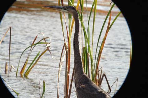 Quabbin Birding And Beyond Ruddy Duck At Lake Metacomet
