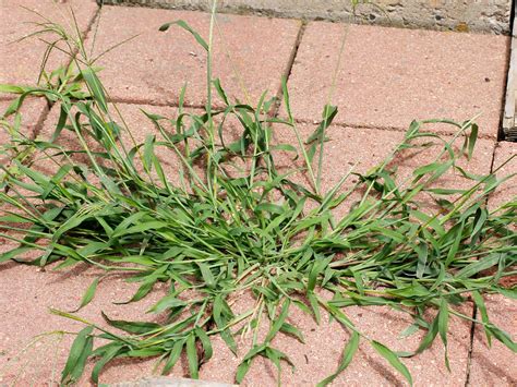 Bumper Crop Of Crabgrass — Yard And Garden Report