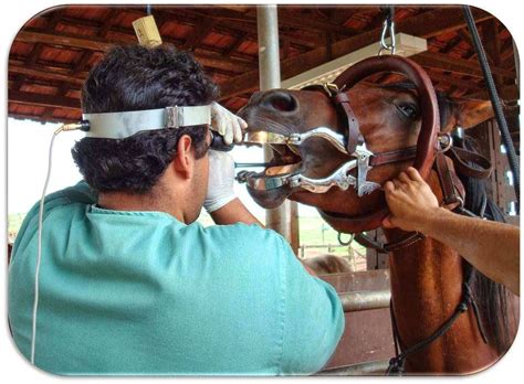 Quantos Anos Vive Cavalo