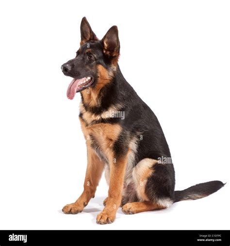 Gsd Puppies Cut Out Stock Images And Pictures Alamy
