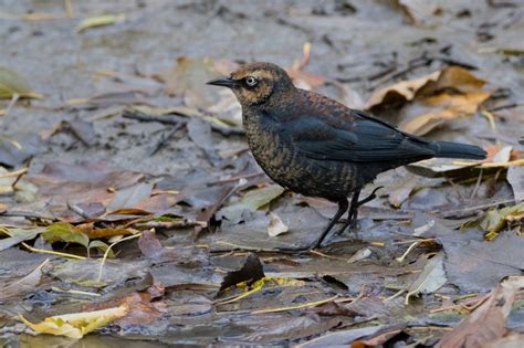 14 Species Of Blackbirds In New Jersey Pictures And Id Guide 2023