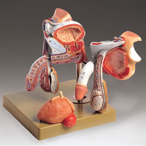 Male Anatomy Organs Human Male Anatomy Koibana Info Human Body Organs