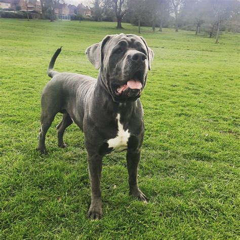 The cane corso is an ancient italian molossian. Cane Corso Stud | Derby, Derbyshire | Pets4Homes