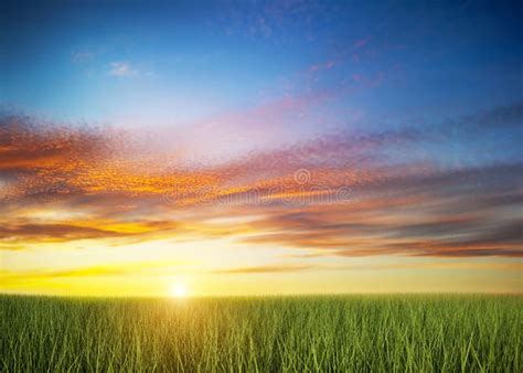 Grass On Sunset Sky Background Stock Image Image Of Pasture Field
