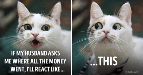 15 Hilarious Cats With Human Facial Expressions Memes De Gatos
