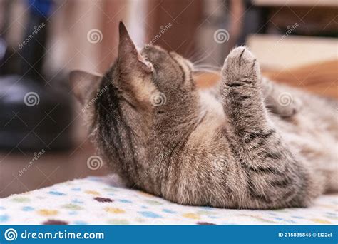 Mackerel Tabby Beige Cat Relaxes On The Couch Stock Image Image Of