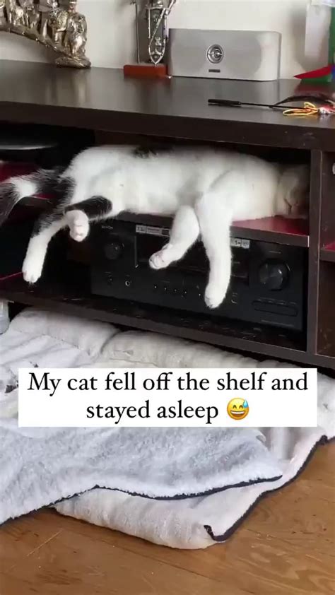 My Cat Fell Off The Shelf And Stayed Asleep Ifunny