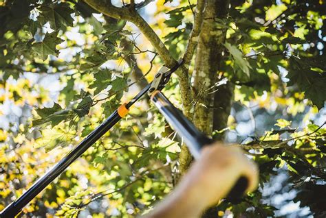 For example, summer pruning may be necessary to repair damaged tree limbs. Tree Pruning | Pruning fruit trees, Tree pruning, Prune fruit