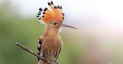 8 Unusual British Birds Happy Beaks Blog