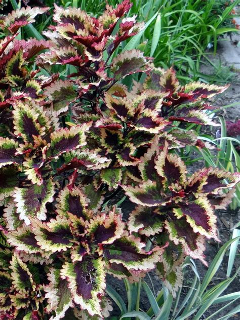 Coleus Plant Care And Collection Of Varieties Garden Org
