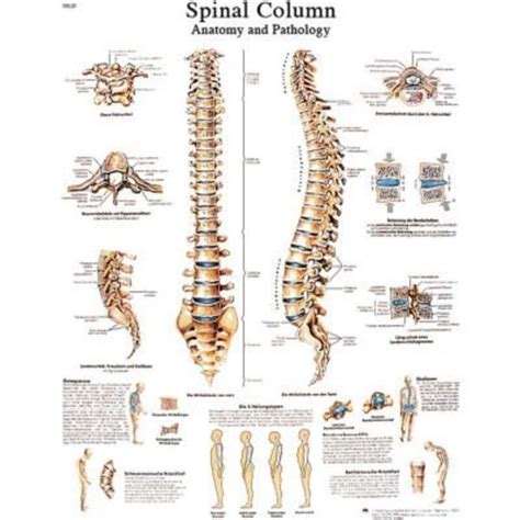 Fabrication Enterprises 3b® Anatomical Chart Spinal Column Laminated