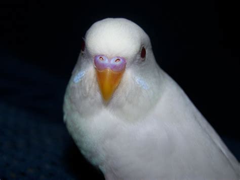 Male Or Female Albino Page 3 Talk Budgies Forums