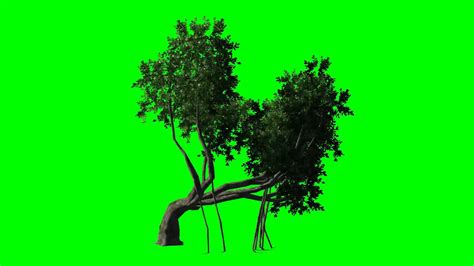 Tree In The Wind Moving Chroma Key Effects Youtube