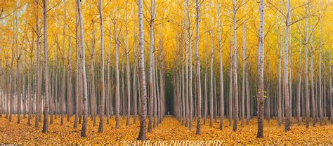 Yellow Leafed Trees Forest Hd Wallpaper Wallpaper Flare