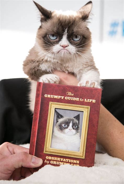 The Internet Grumpy Pets Going Viral And Making Their Owners Rich