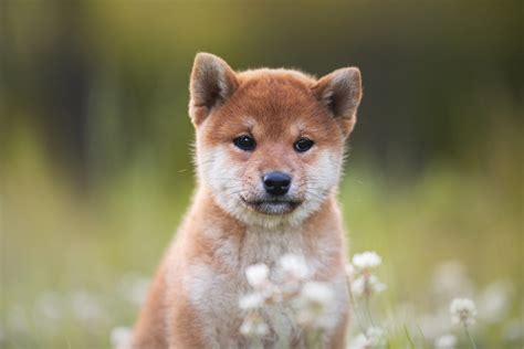 The 4 Best Shiba Inu Breeders In The Entire Us