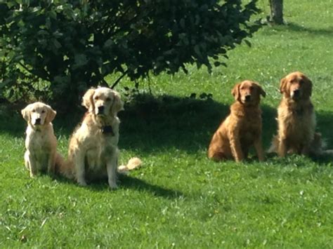Purebred Golden Retrievers Puppies For Sale In Oshawa Durham Region