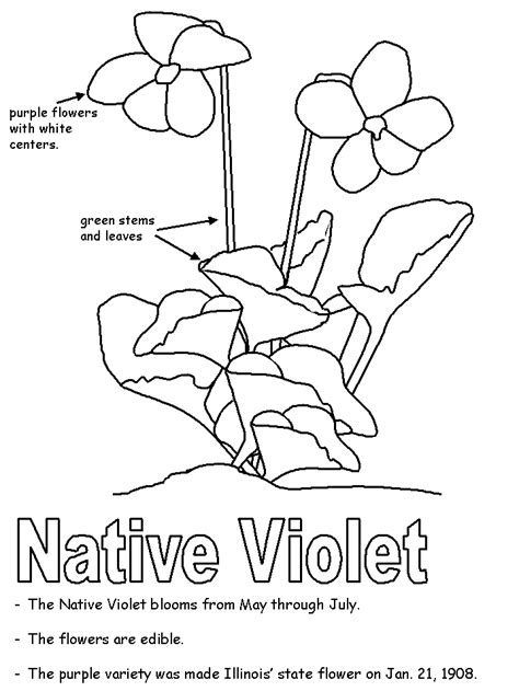 Viola odorata) jedan je od prvih i najljepših vjesnika proljeća. Native Violet with labels