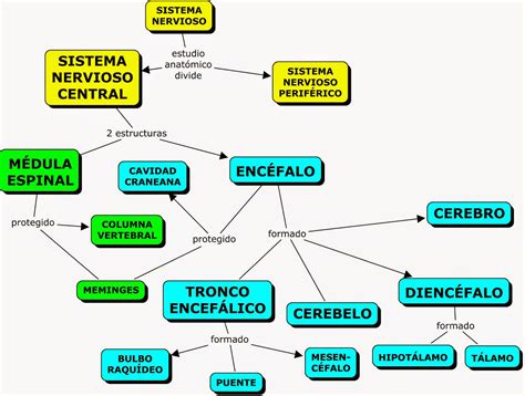 Mapa Conceptual Del Sistema Nervioso Sistema Nervioso Central Talamo