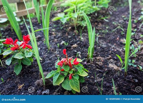 Red Flowers Planted In The Garden Stock Image Image Of Garden Nature