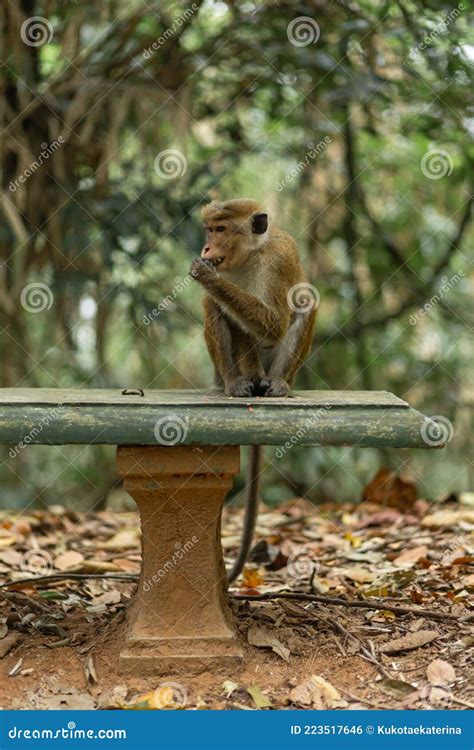 Monkey In The Jungle Natural Habitat Close Up Stock Photo Image Of