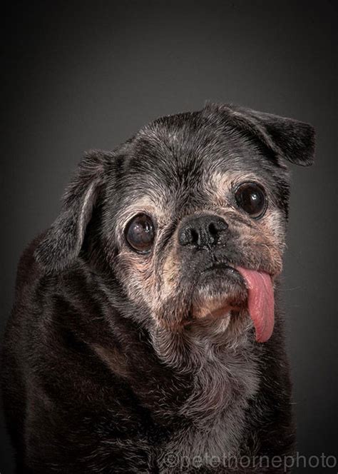 Move Over Young Pups Photographers Senior Pooch Portraits Prove Old