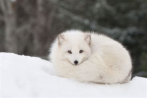 Arctic Fox Cute Animals Animals Fluffy Animals