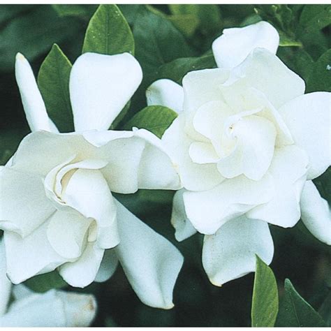 If you've never grown a gardenia, it's a fragrance that captivates. Shop 1.5-Gallon White Frost Proof Gardenia (LW00231) at ...