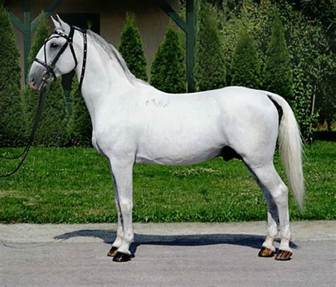 Lipizzaner Stallion Maestoso Bella Mira Lipizzan Beautiful Horses