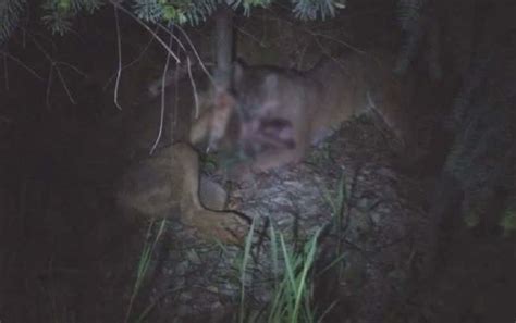 Vicious Mountain Lion Vs Wolf Battle Witnessed In Vancouver Outdoorhub