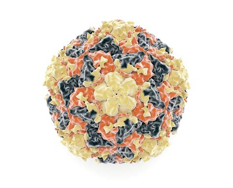 Rhinovirus Particle Photograph By Somersault1824science Photo Library